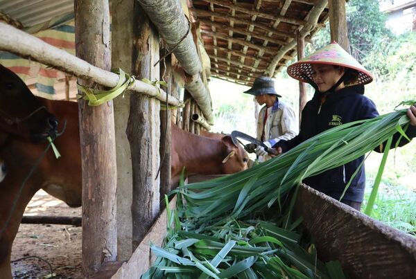 Giải pháp thiết thực giúp người dân vùng cao thoát nghèo bền vững