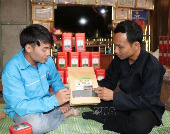 Thi đua yêu nước: Chàng trai người Tày với thương hiệu Chè Chốt 468