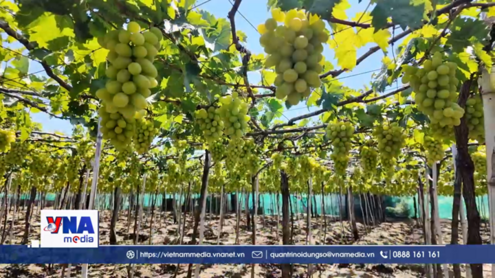 Du lịch vườn nho hút khách đến Khánh Hòa