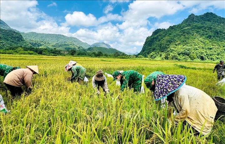 Mùa vàng thắm tình quân dân