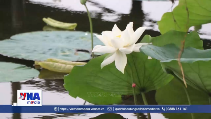 Nét văn hóa độc đáo của trà sen xứ Huế
