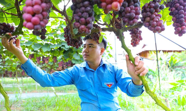 Lên vùng cao xem thanh niên làm giàu