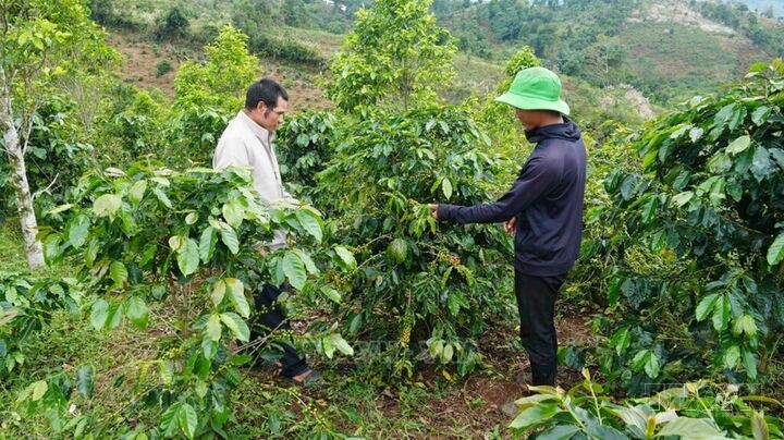 Đảng viên vùng khó tiên phong trong phát triển kinh tế
