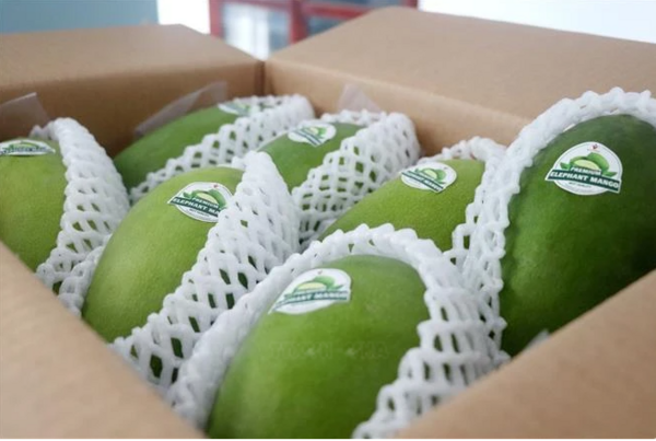 Can Tho exports first green-peel elephant mango to Australia, US