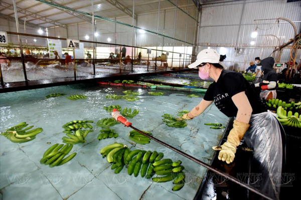 Gia Lai goes high-tech with bananas for export