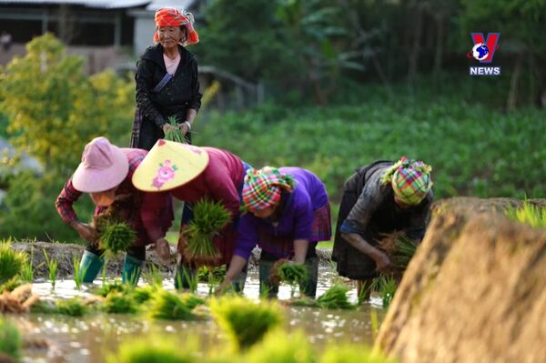 Mu Cang Chai among the world’s top 25 places with surreal beauty