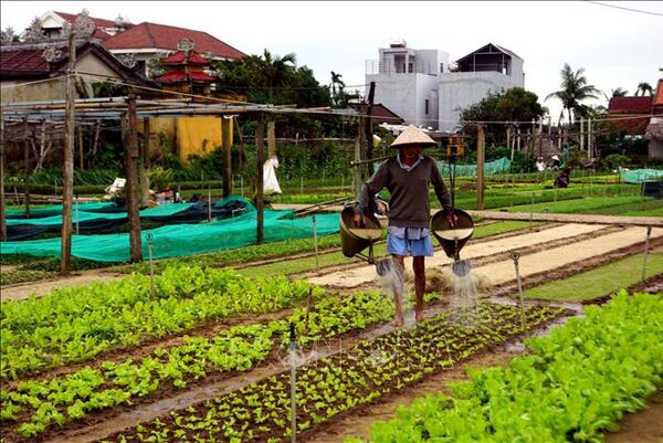 Heritage vegetable village in Hoi An – attraction for western tourists