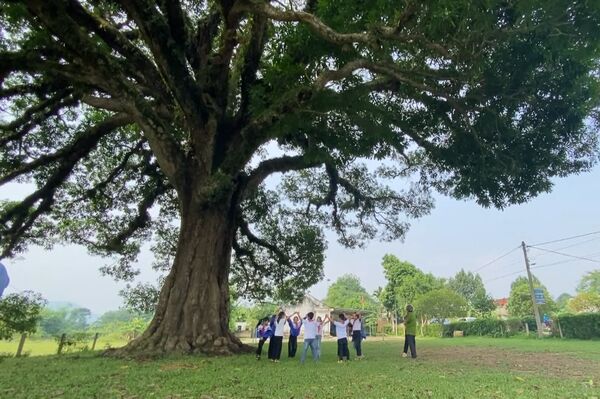 Preserving the 800-year-old heritage tree in Ha Tinh province
