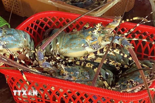 Vietnam’s lobsters claw back prominence in China