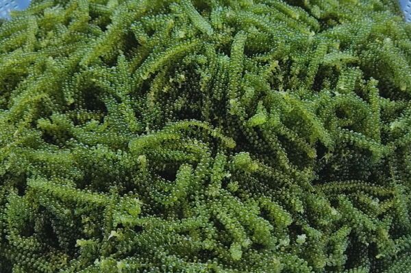 Economic prospects from sea grape cultivation in Ninh Thuan