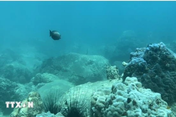 Efforts underway to restore Nha Trang Bay's natural treasures