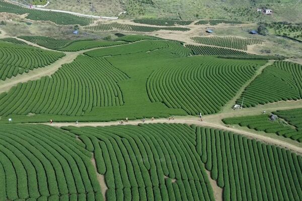 Moc Chau – Attractive destination in mountainous regions