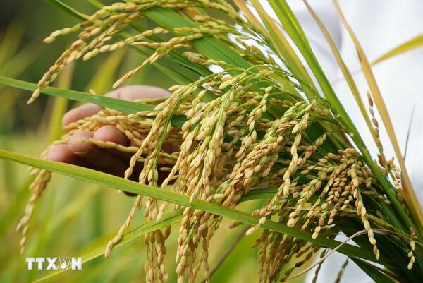 Rice exports likely to set new record in 2024