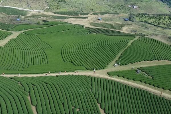 Moc Chau tea hills – a captivating destination