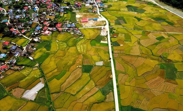Golden harvest season in Ngoc Chien, Son La