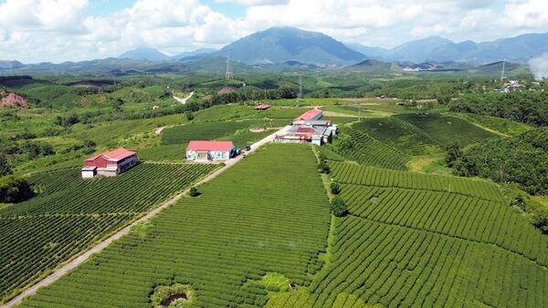 Phát triển vùng chè Đường Hoa (Quảng Ninh) trở thành thương hiệu mạnh
