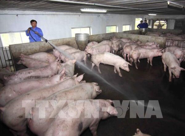 Ngành chăn nuôi gỡ khó để phát triển bền vững