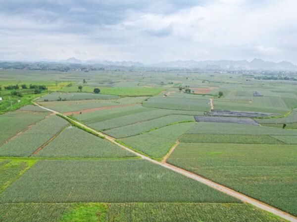 Efficiency from crop structure transformation on rice land in Thanh Hoa province