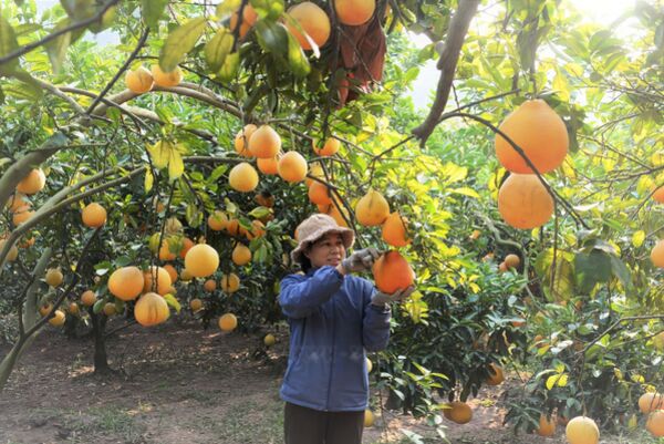 Lục Ngạn (Bắc Ninh) vào mùa quả chín