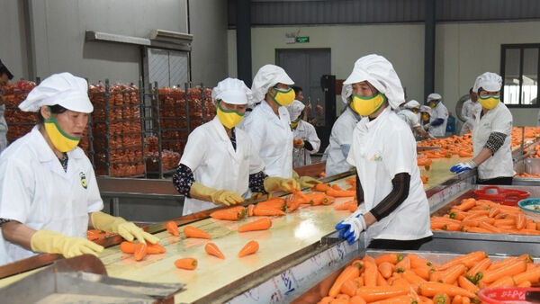 Fresh impetus for Vietnam’s fruit, vegetable exports