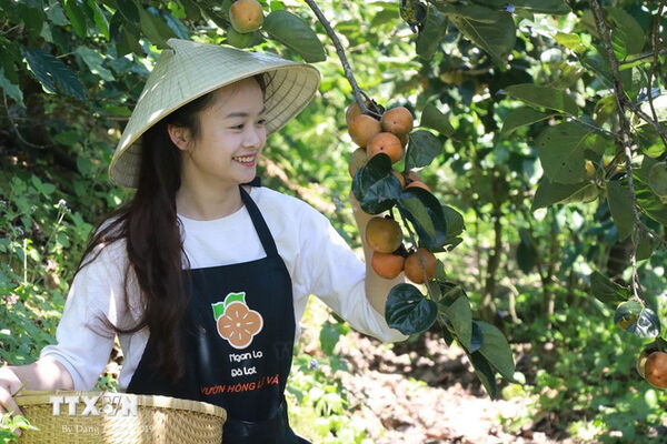 Khám phá mùa quả hồng trên cao nguyên Đà Lạt