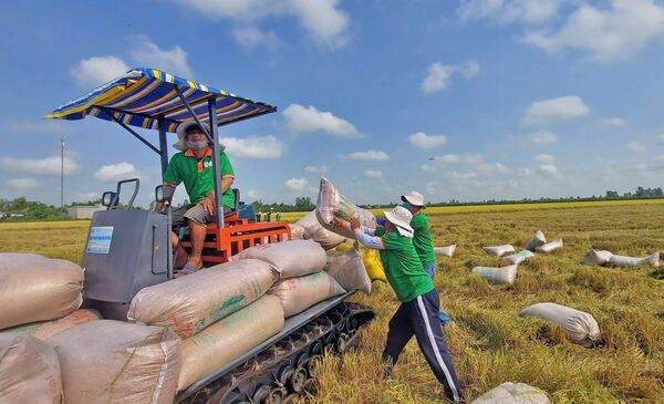 Low-emission rice marks breakthrough in Vietnamese rice sector’s green transformation