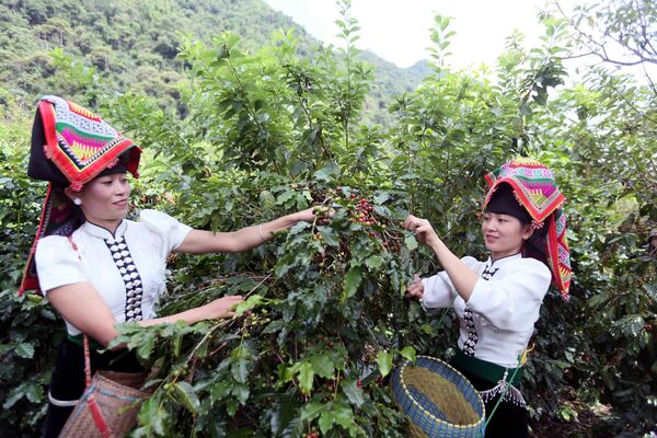 Lan tỏa thương hiệu cà phê Sơn La