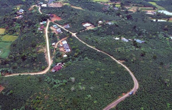 Son La farmers enjoy bumper coffee harvest and good prices