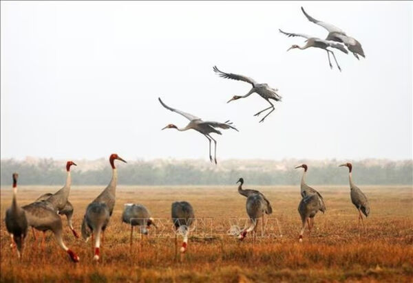 Dong Thap boosts conservation, ecotourism development at Tram Chim National Park