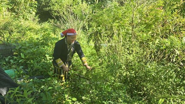 Promoting valuable herbal traditions of Red Dao people in Lao Cai
