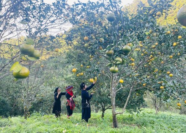 Mandarin cultivation helps households in Thai Nguyen province escape poverty