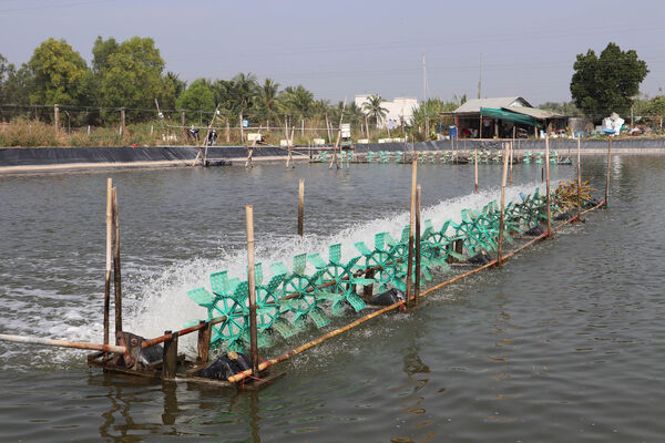 Đánh thức tiềm năng nuôi thủy sản xuất khẩu xứ cù lao