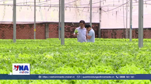 TP. Hồ Chí Minh tăng sản lượng vụ rau Tết