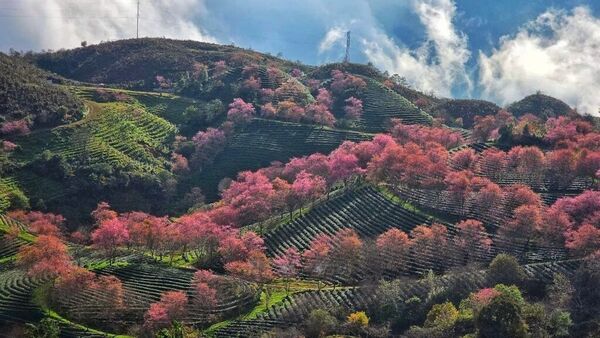 Sa Pa embraces cherry blossom season
