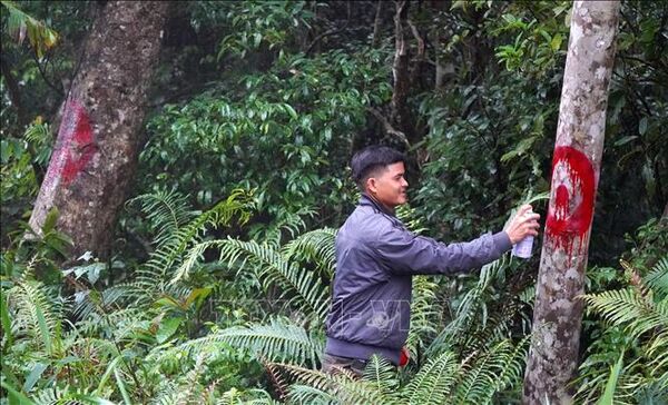 “Lợi kép” từ chủ trương giao, khoán bảo vệ rừng