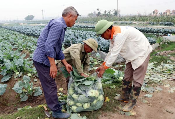 Thắng lợi “kép” từ cây vụ Đông