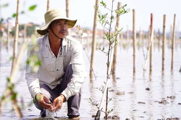 Dak Lak expands mangrove forests to restore O Loan lagoon ecosystem