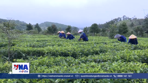 Nỗ lực từ những vùng đất 30a của Quảng Ngãi