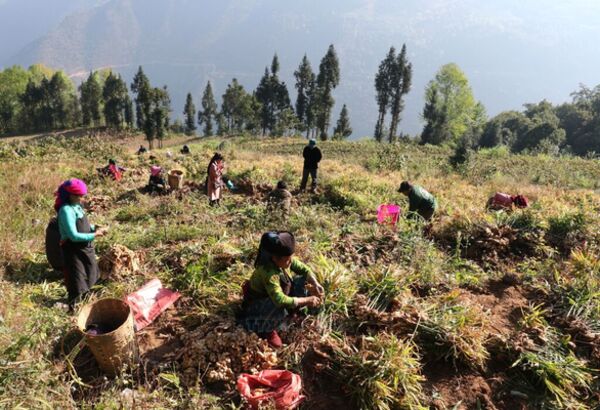 Ginger harvest brings high income to people in Tuyen Quang northern frontier area