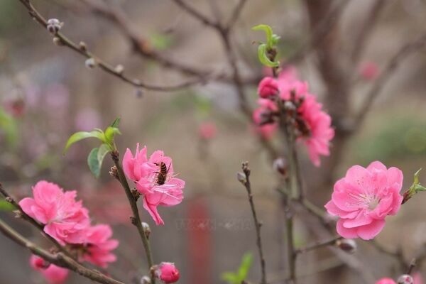 Early spring at Hanoi’s flower market