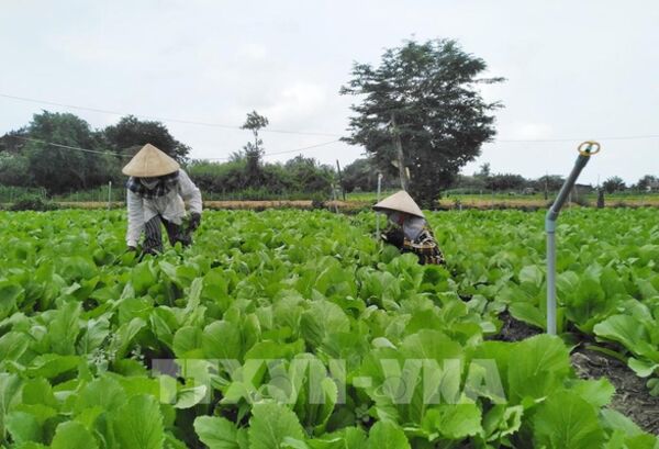 Tái cấu trúc ngành nông nghiệp TP. Hồ Chí Minh - Bài cuối: Phân vùng nông nghiệp, nâng cao giá trị gia tăng