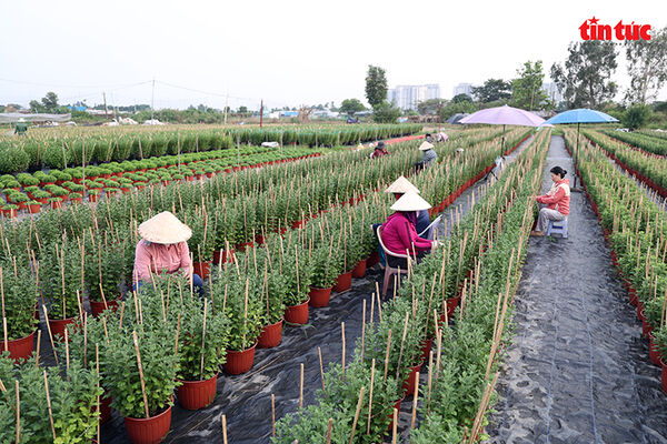 Làng hoa lớn nhất TP Hồ Chí Minh tất bật vào vụ hoa Tết