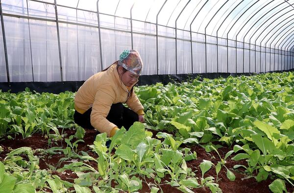 Mô hình sản xuất rau củ quả an toàn theo VietGAP tại xã Đà Bắc (Phú Thọ)