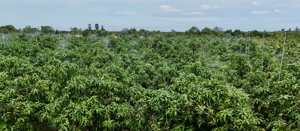 An Giang: Chuyển đổi số động lực phát triển nông nghiệp bền vững