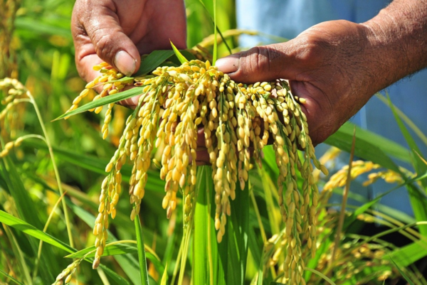 <b>Nông nghiệp là điểm tựa vững chắc cho những bước phát triển đột phá của đất nước</b>