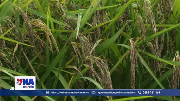 Mùa vàng trên cánh đồng tôm lúa Cà Mau