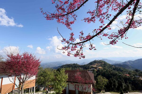 Sơn La: Hoa mai anh đào nở rộ thu hút khách du lịch