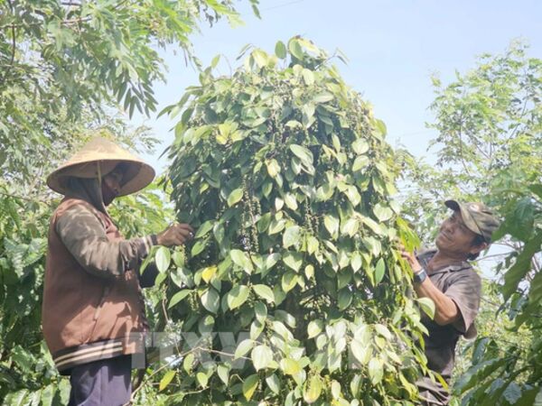 Hồ tiêu Việt Nam làm gì để duy trì “ngôi vương”?