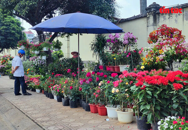 TP Hồ Chí Minh: Rực rỡ hoa, cây cảnh chơi Tết Bính Ngọ 2026