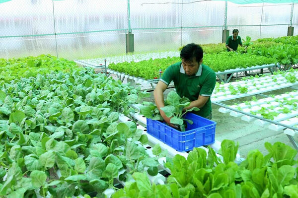 Đại hội XIV của Đảng: Kỳ vọng về nông nghiệp xanh, nông nghiệp tuần hoàn bền vững